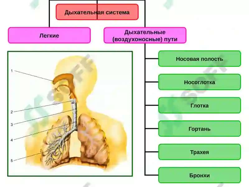 Система органов дыхания 8