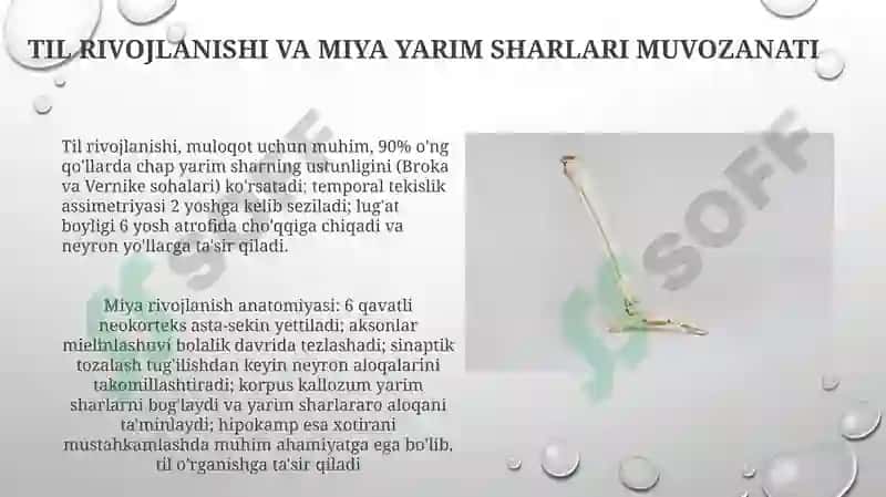 Miyacha rivojlanish anatomiyasi 8