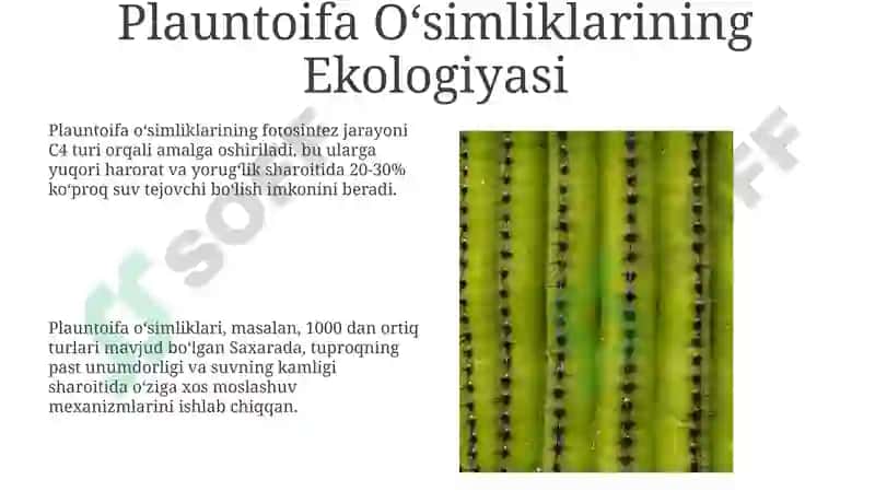 Plauntoifa o'simliklar 8