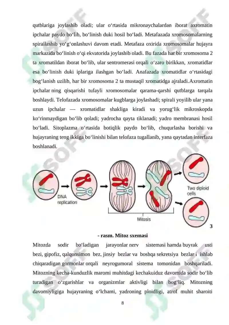 Hujayra sikli va uning davriyligi 8