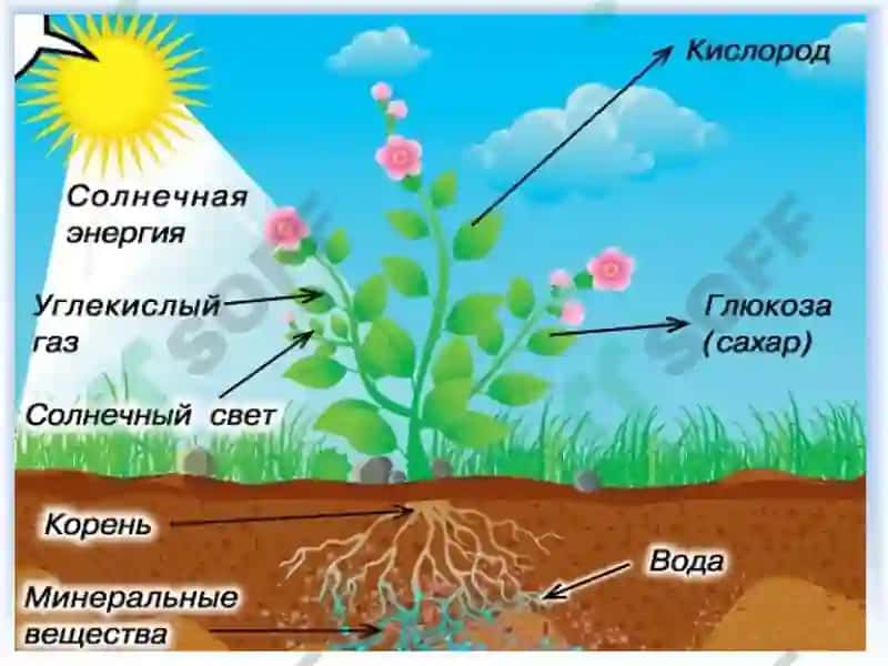 NAFAS OLISHGA ICHKI VA TASHQI SHAROITLARNING TA’SIRI 8