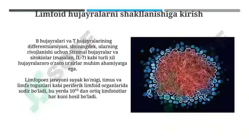 Limfotsitopoezning xususiyatlari 8