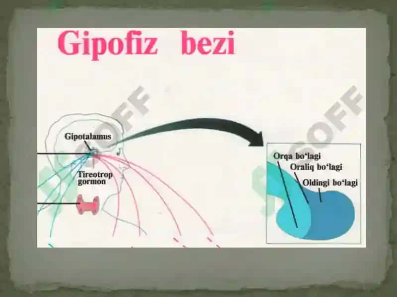 Ichkisekretsiya bezlarining yosh hususiyatlari 8