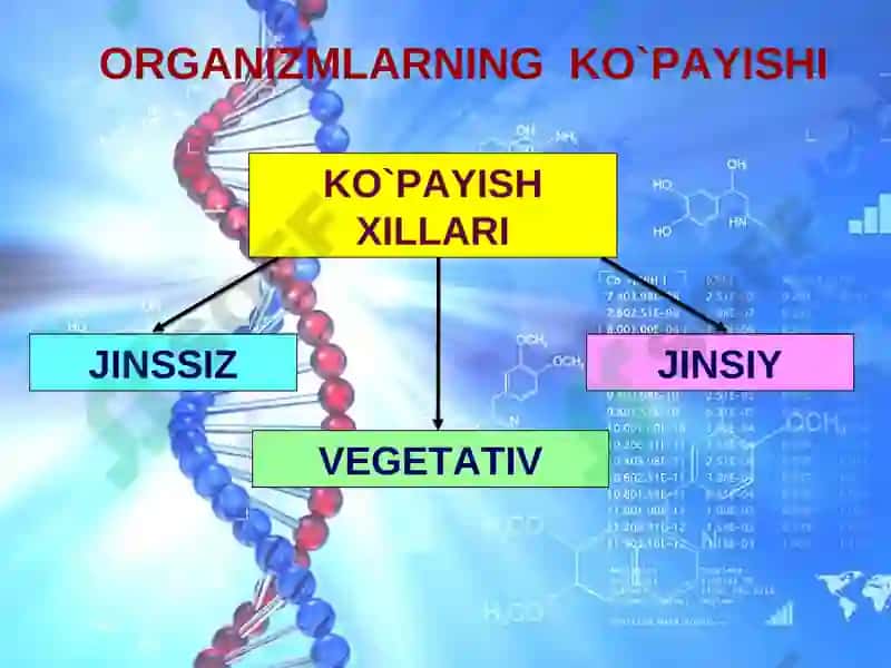 Ko’payish xillari 8