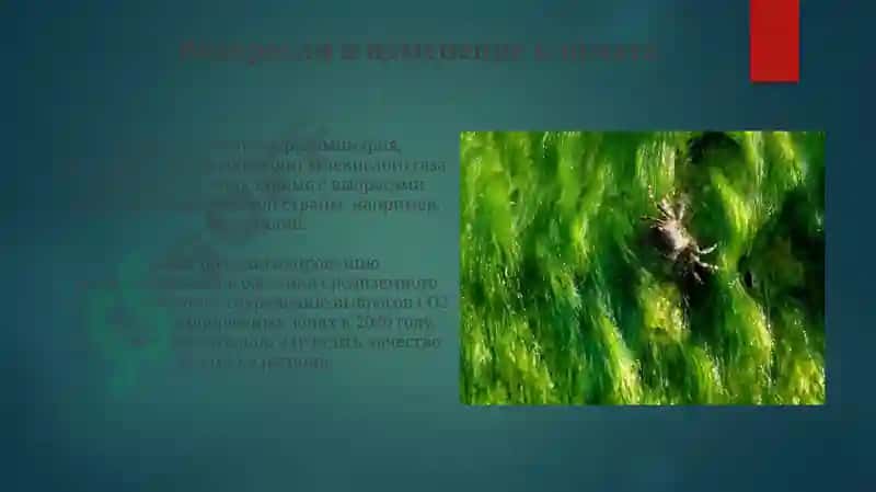 Значение водорослей 8
