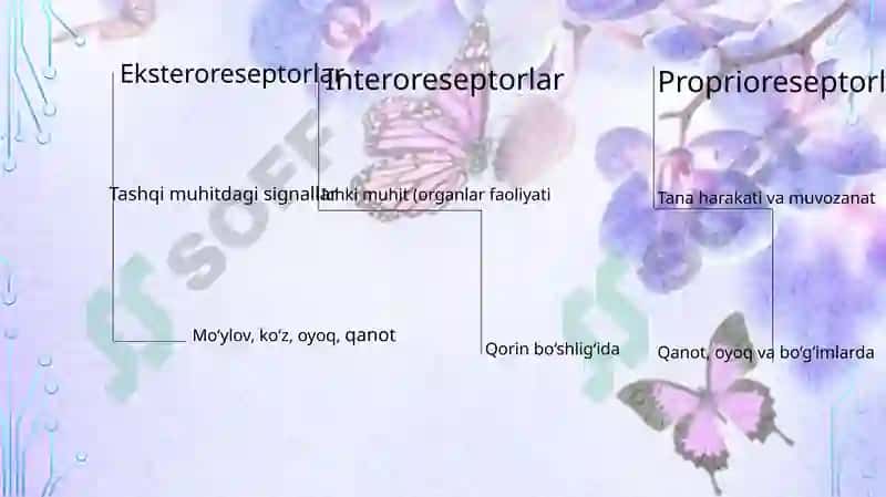 Kapalakning nerv va reproductive tizimi 8