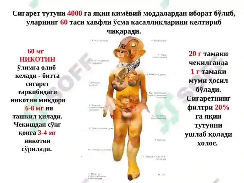 Кашандалик 8