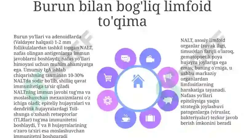 Timus 8