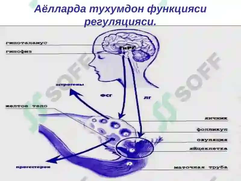 БепуштликV-курс гинекология 8