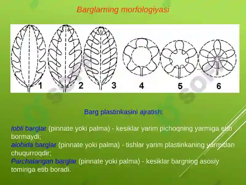 Bargning anatomik tuzilishi 8