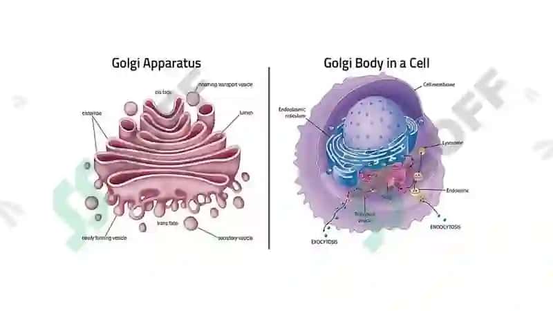 Organoidlar: Endoplazmatik to'r Golji apparati 8