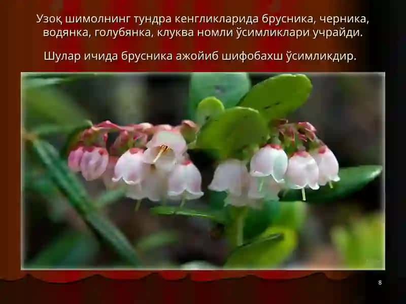 Евросиё материги тўғрисида слайдлари 8