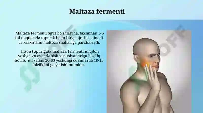Tuprik Bezlarining Anatomiyasi 8