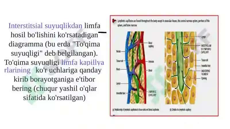 Limfaning hosil bo'lishi, tarkibi va vazifalari 8