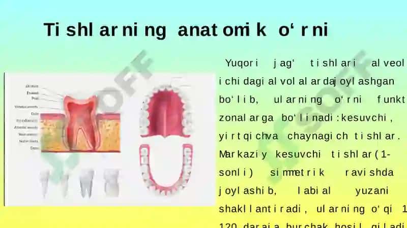 YUOQRI JAG‘ TISHLARI TUZILISHI 8