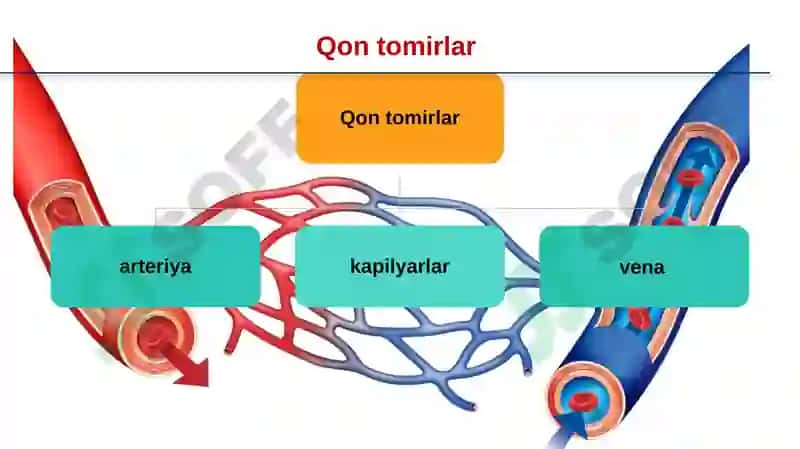 QQON TOMIRLARI.QON AYLANISH SISTEMASI dars ishlanma 8