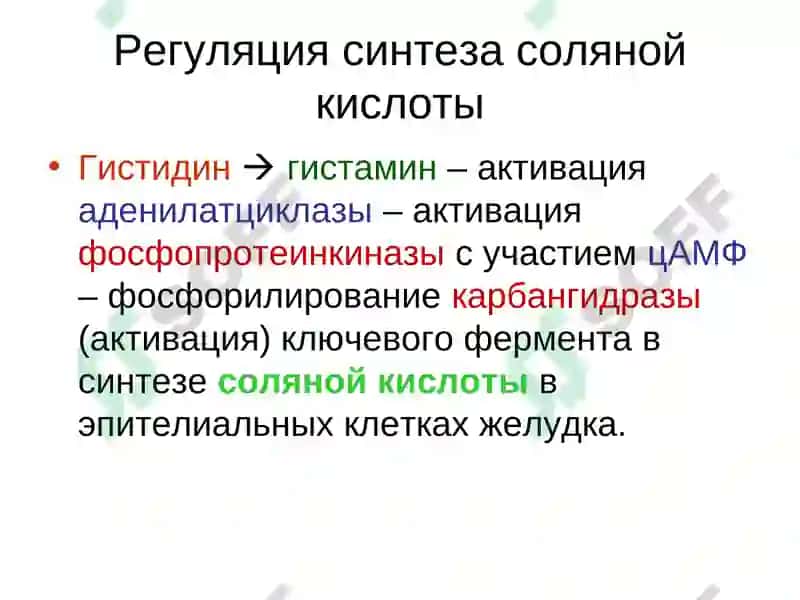 Обмен белка и аминокислот 8