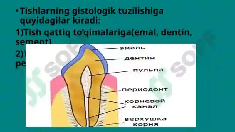 Tishlarning anatomik tuzilishi 8