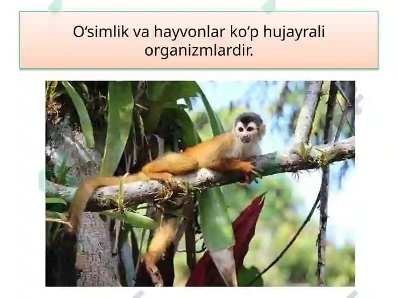 Tirik Organizmlarning Tuzilishi 8