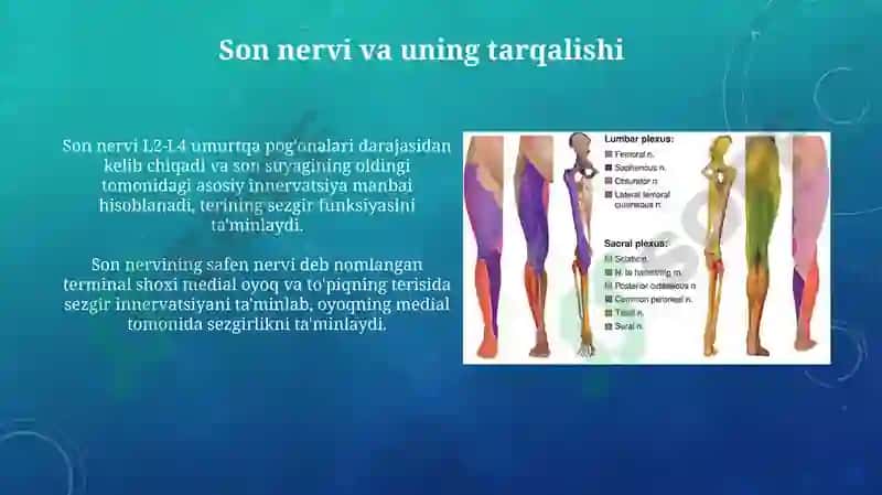 Oyoq terisini inervatsiyasi 8