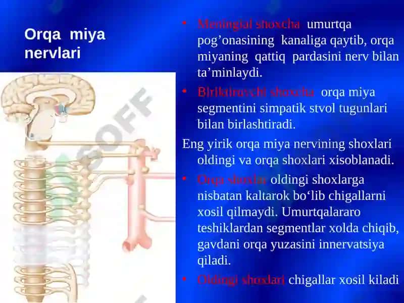 Bosh miya orqa miya nervlarining tuzilishi va vazifalari 8