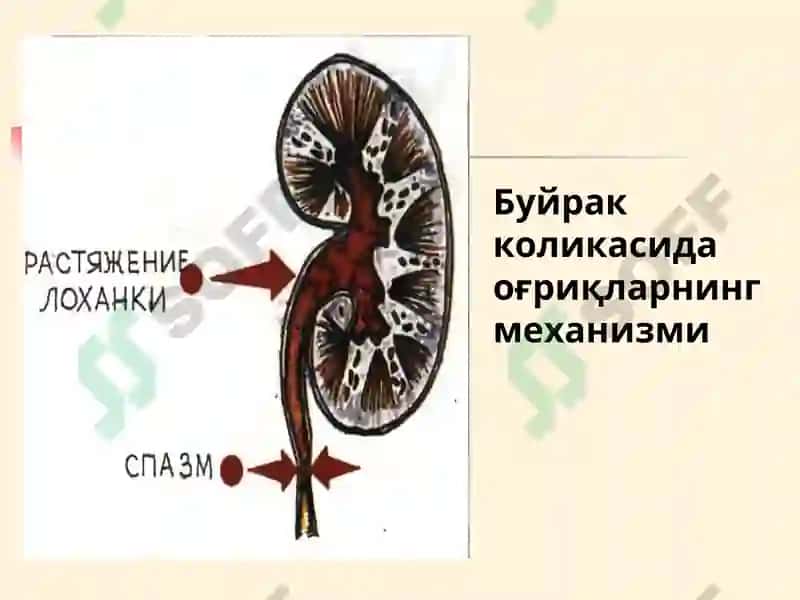 Буйрак Касалликлари 8