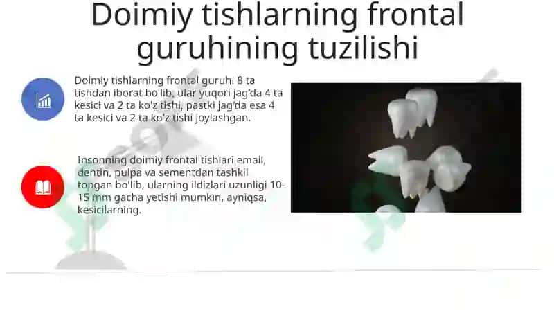 Doimiy tishlovdagi frantal guruh tishlarning tuzulishi 8