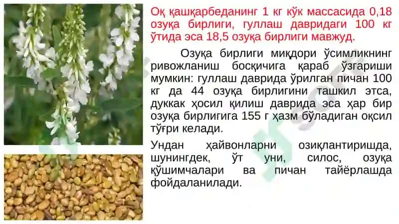 Ko‘p yillik dukkakli va qo‘ng‘irbosh o‘tlar 8
