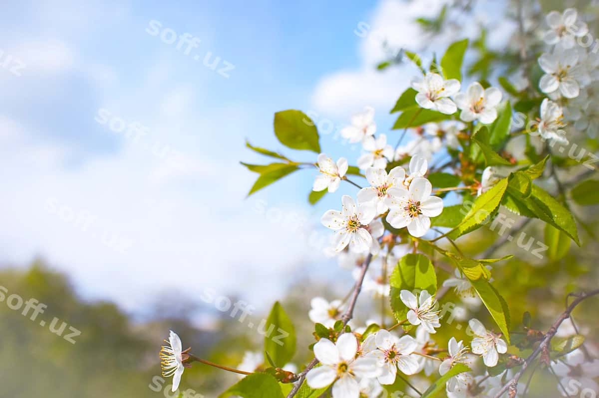 Bahor mevasi bolalgan olcha daraxti | Spring blooming apple tree 1
