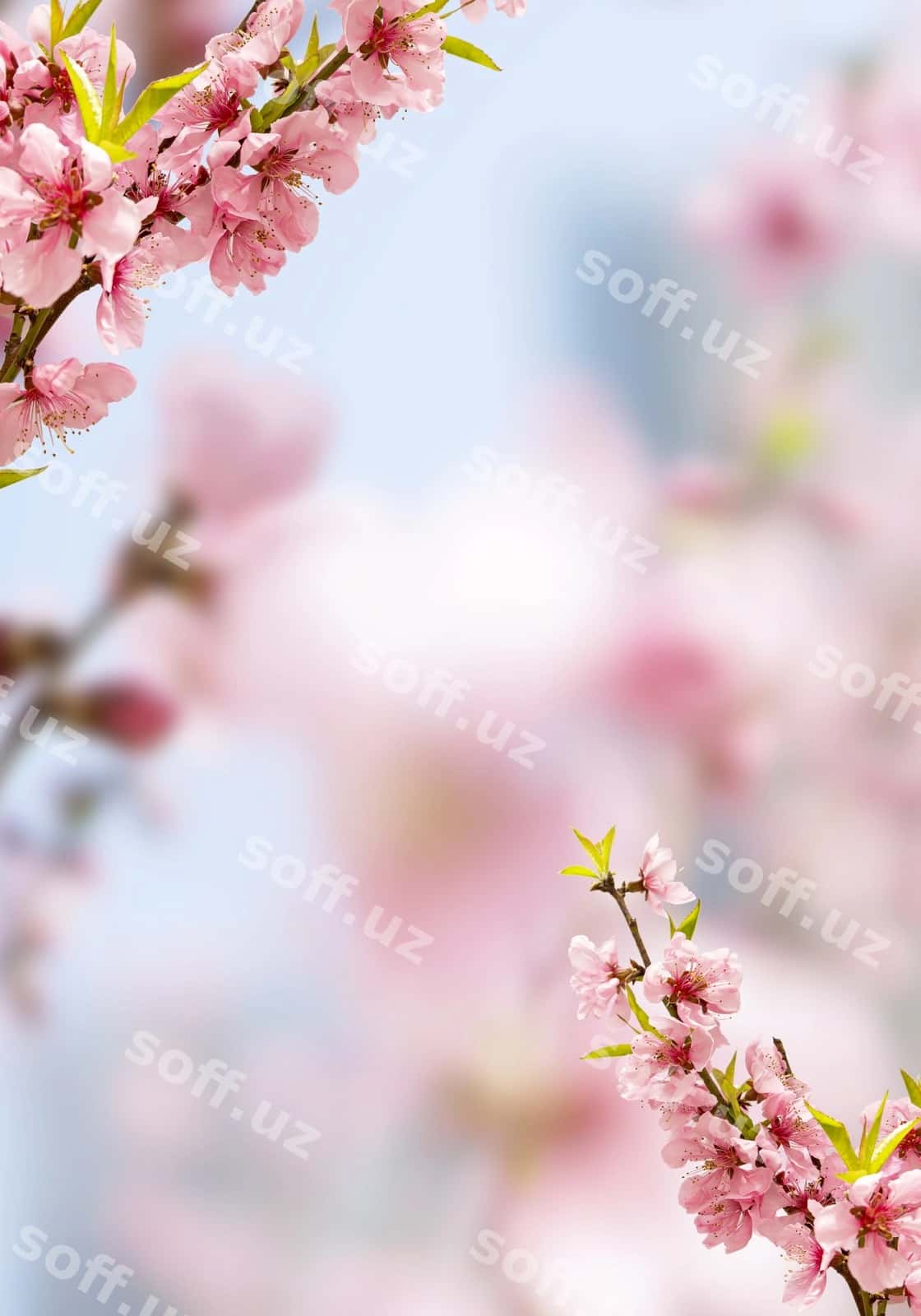 Bahor gul olchasi | Spring blooming cherry 1