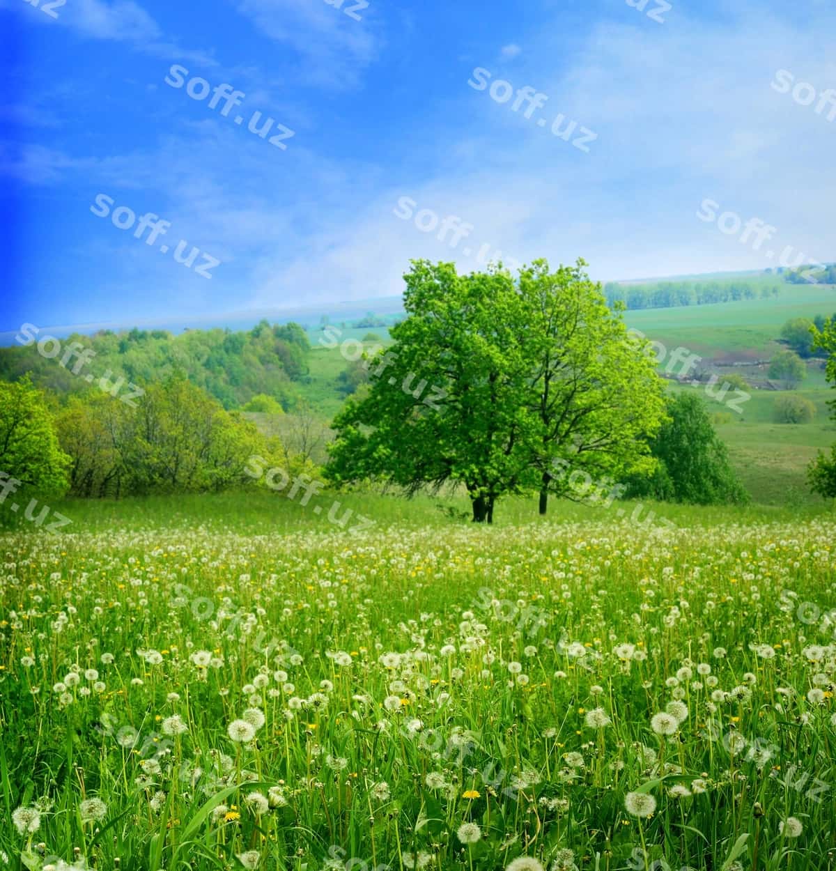 Bahor landskapi | Spring landscape 1