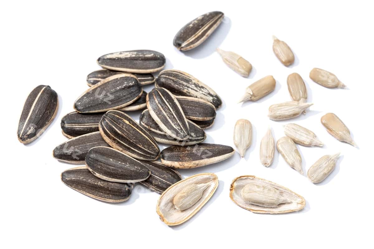 Qizilqovoq urug'lari ajratilgan helianthus urug'i | Sunflower seeds isolated helianthus seed 1
