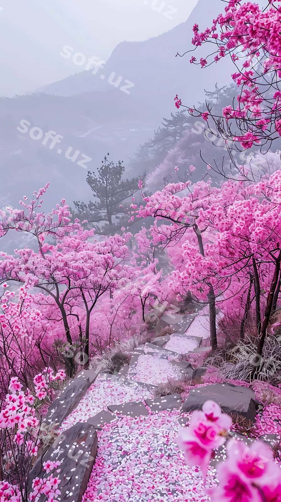 Bir yo'l bor, unda pink gullar bor. | There is path that has pink flowers it 1