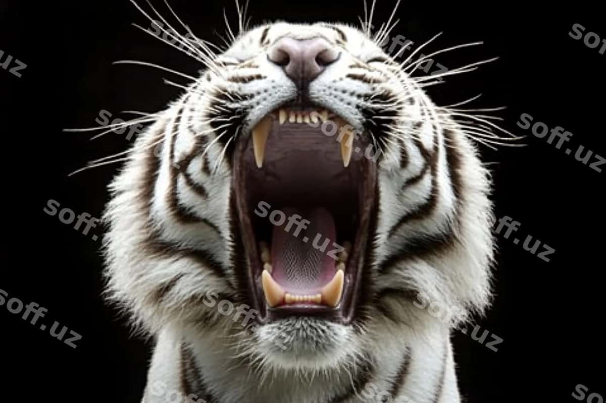 Buzoq yaxlit rasm | Tiger closeup 1