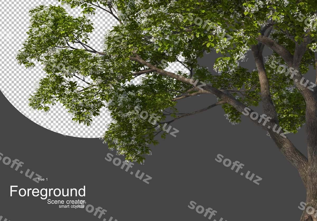 Daraxt tutuq oldingi qism | Tree branch foreground 1