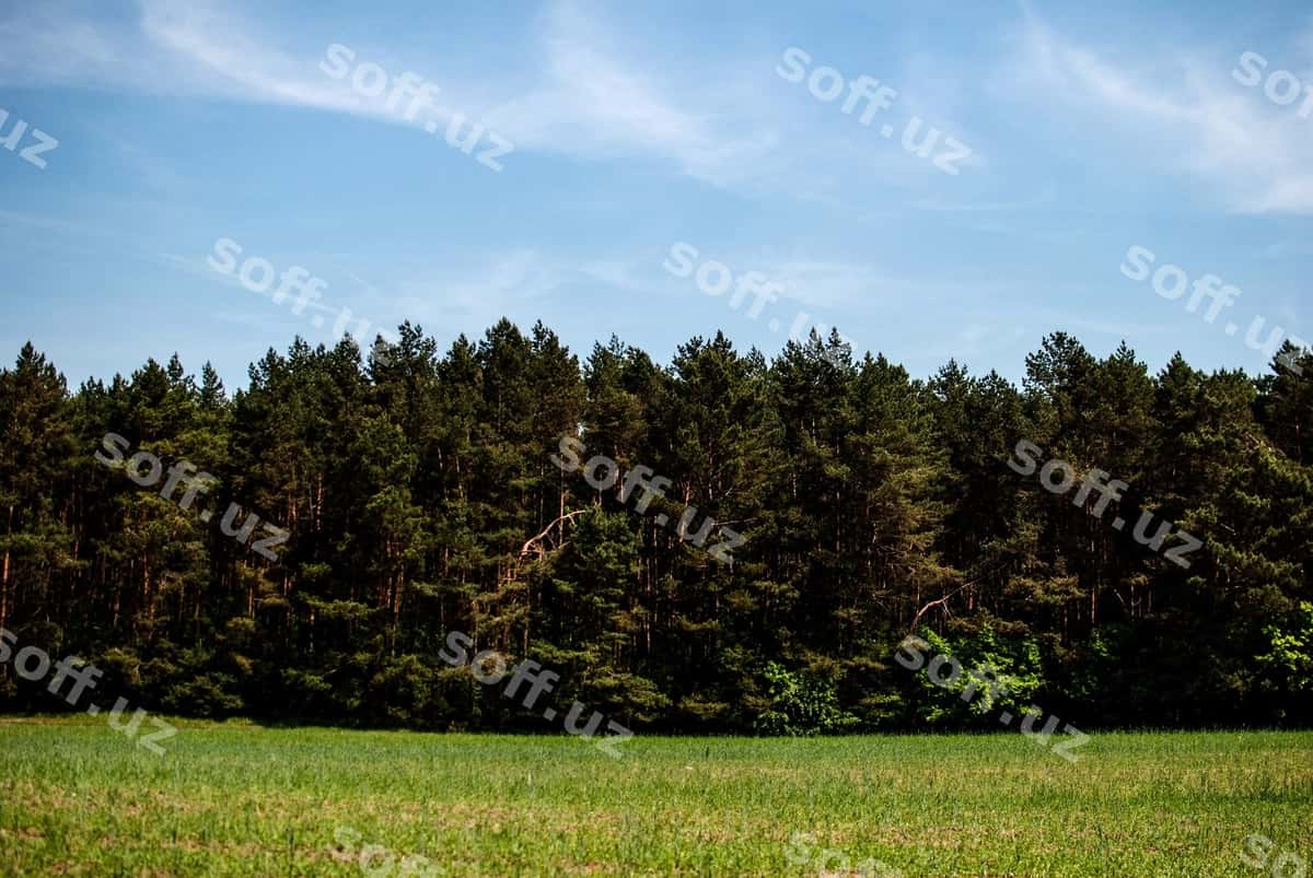 Daraxtlar chamanli maydon | Trees grassy field 1