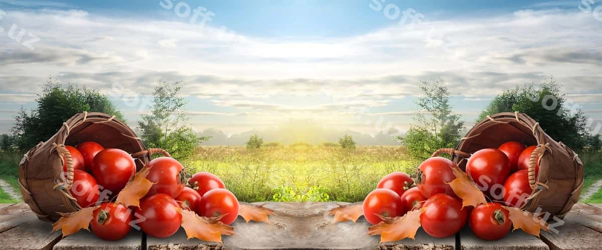 Ikki kataklar yangi pomidorlar | Two boxes fresh tomatoes 1
