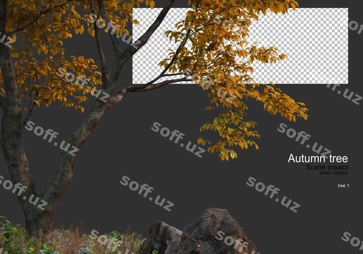 Turli xil daraxtlar choadarlar kuz | Various trees grasses autumn 1