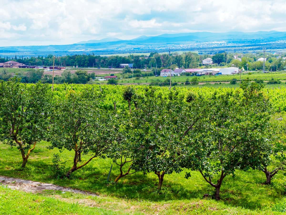 Bog'larni yozgi uzumzorlarni ko'ring | View gardens vineyards summer 1