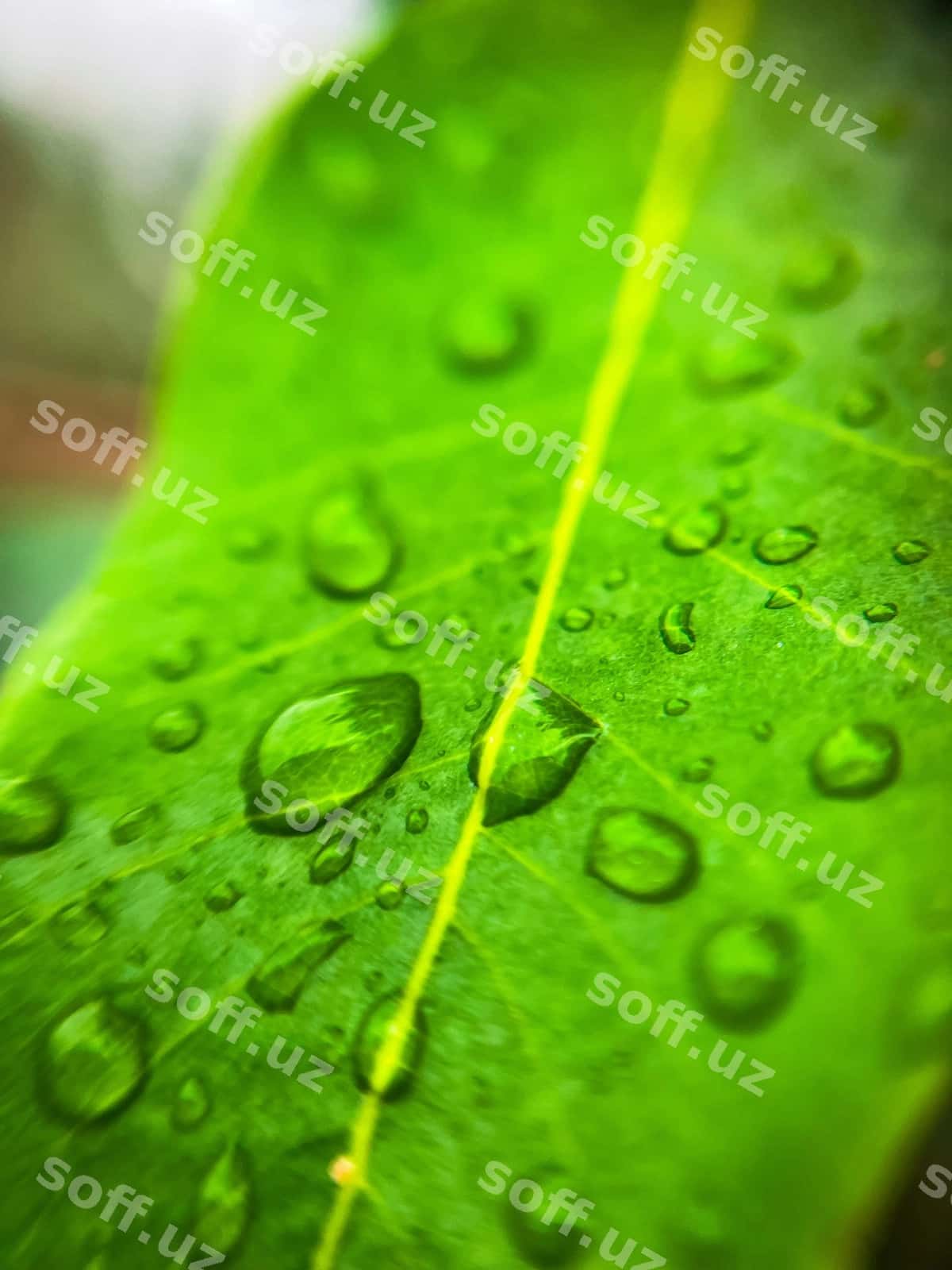 Yumshoq barg | Wet leaf 1
