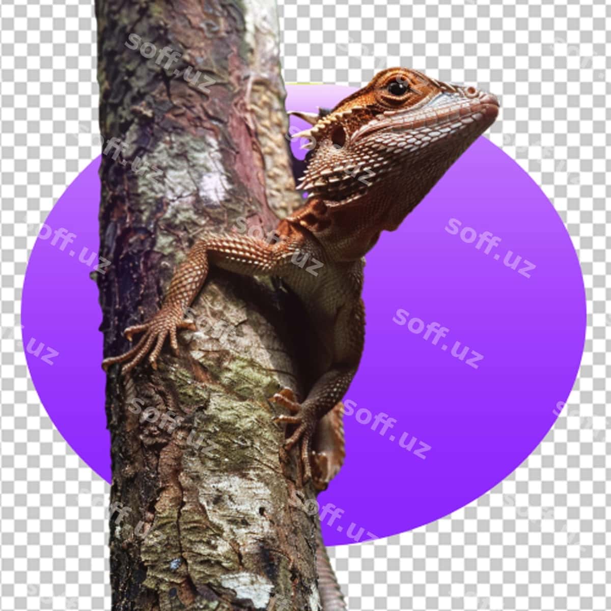 Dunyo chimsa kuni | World lizard day 1