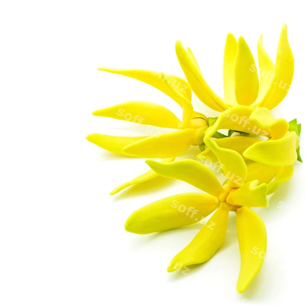 Ylangylang guli | Ylangylang flower 1