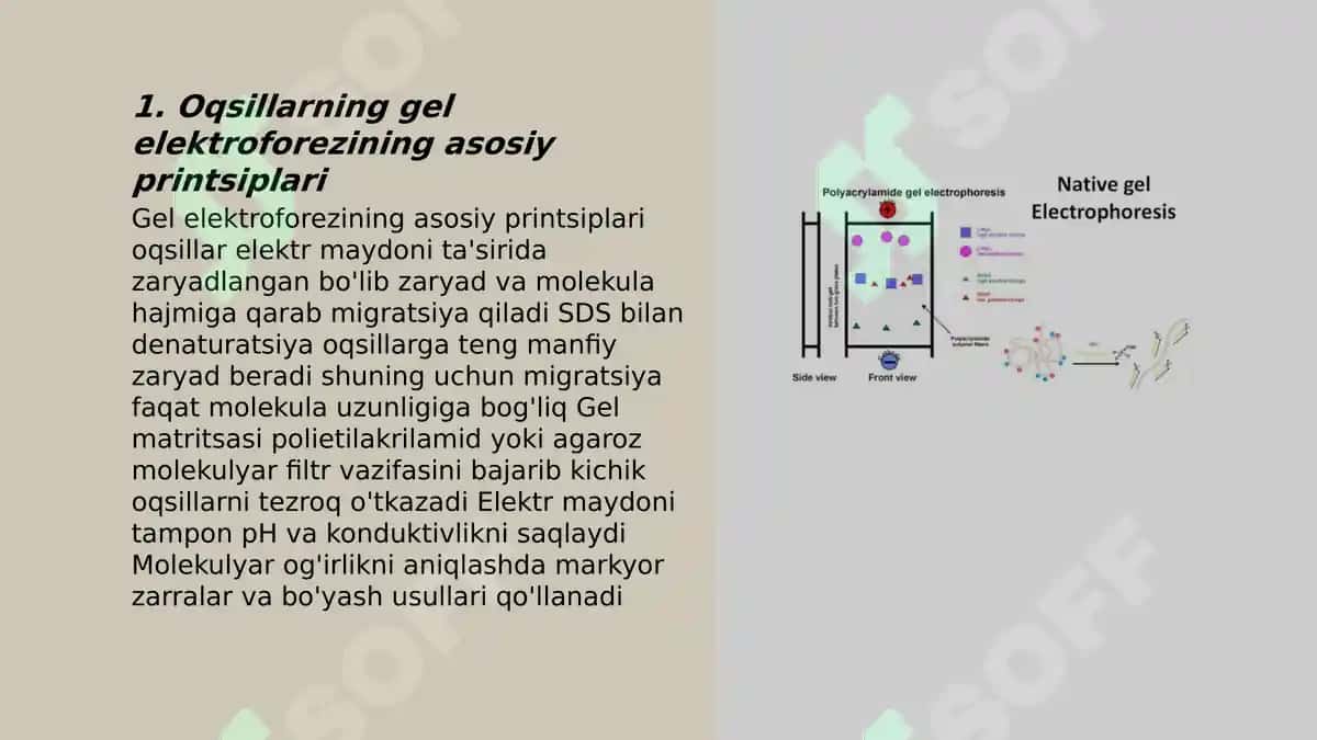 Oqsillarning gel elektroforezi 3