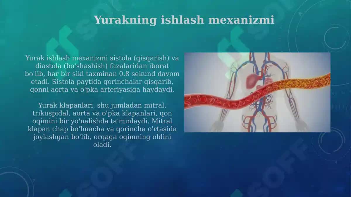 Yurak va qon aylanish doiralari 7