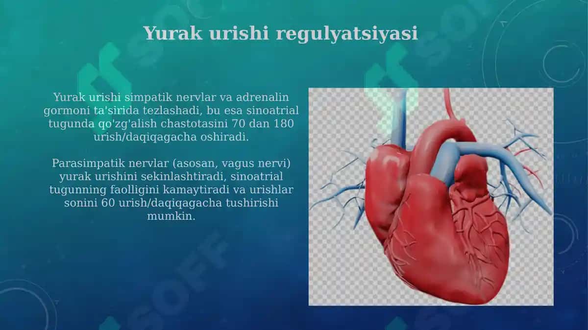 Yurak va qon aylanish doiralari 8