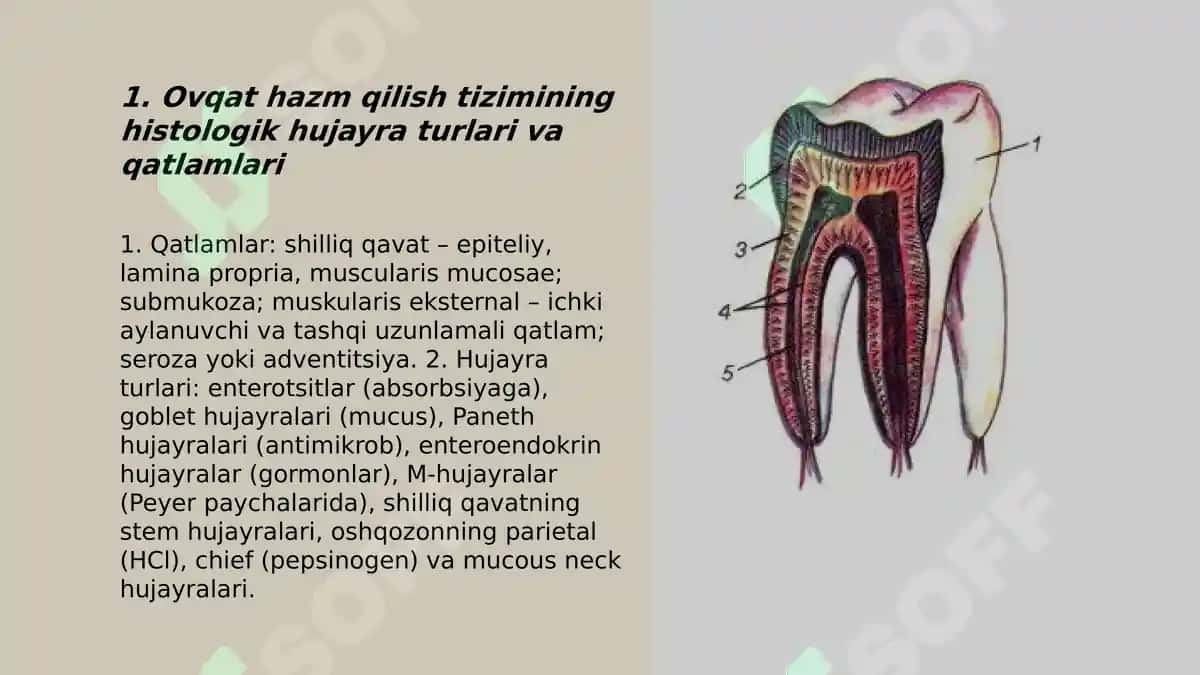 Ovqat hazm qilish gistalogiyasi 3