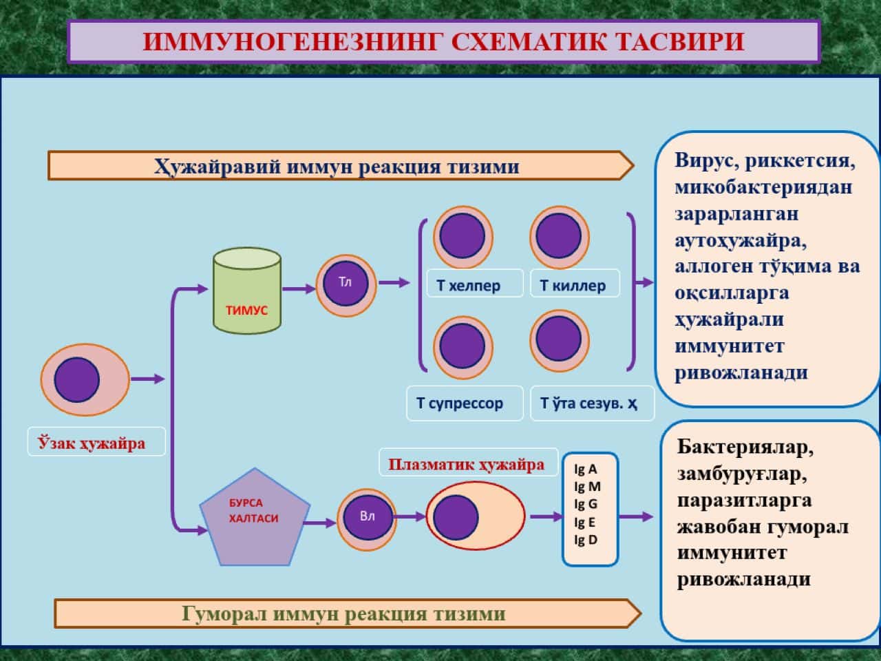 Immunopatologiya . Immunopatologik jarayonlar .