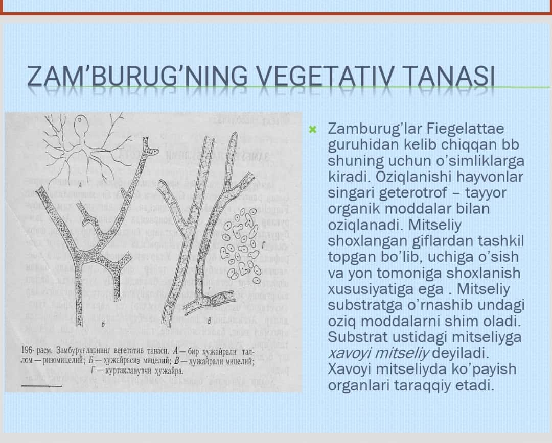 Zamburug’lar. Xitridiyalar sinfi
