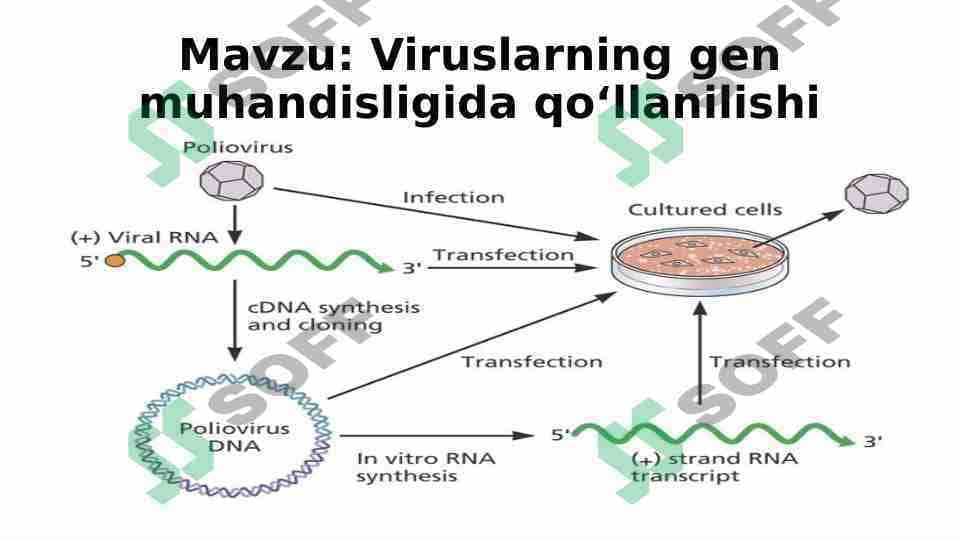 Viruslarning gen muhandisligida qoʻllanilishi