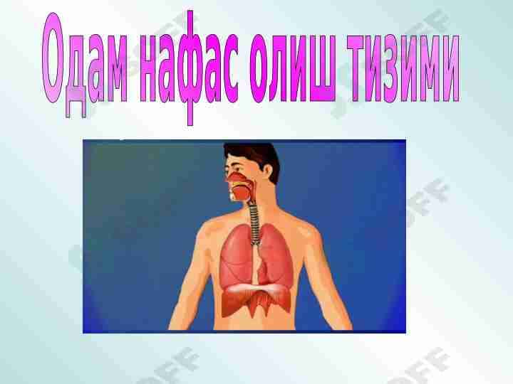 nafas olish tizimi